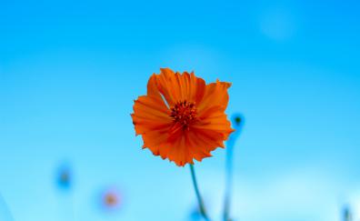Orange flower, blur, spring, portrait