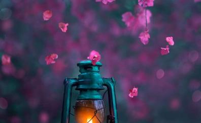 Lantern and beautiful blossom, photography