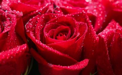 Red rose, water drops, shine, close up