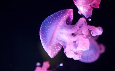 Glow, pink jellyfish