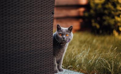 Adorable, gray cat, stare