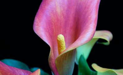 Iris, pink flower, close up