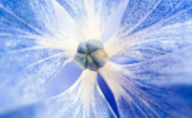 Bloom, blue flowers, macro