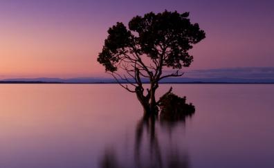 Violet sunset, tree, silhouette, lake, reflections, art