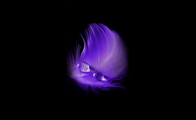 Purple feather, water drop, minimal, portrait