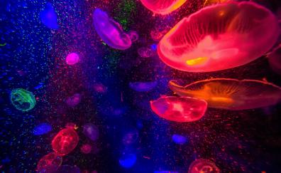Jellyfishes, underwater, colorful