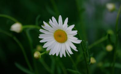 White daisy, flower, blur