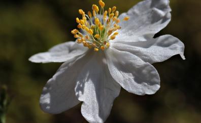 Anemone, flower, white, close up