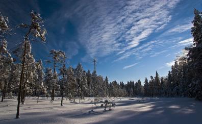 Sunny day, winter, trees, blue sky, forest