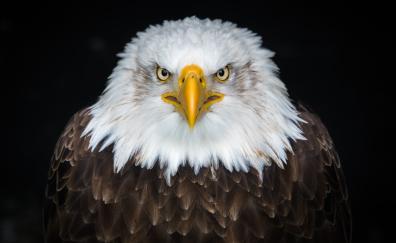 Bald eagle, bird, predator, muzzle