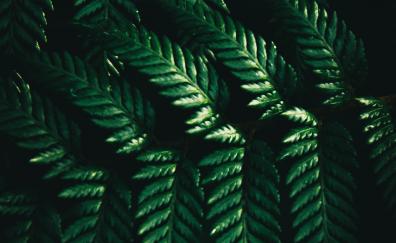 Leaves of fern, green, macro
