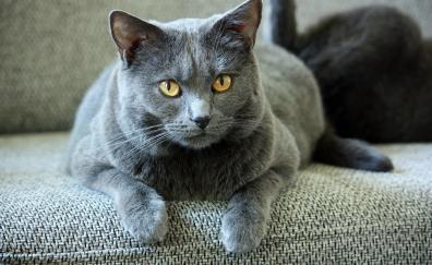 British shorthair, curious, animal, cat