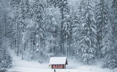 Winter, house, lake, frozen lake, forest, nature