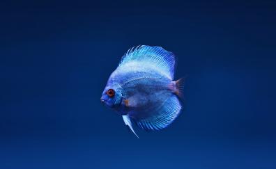 Blue fish, close up