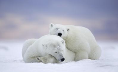 Polar bear, cold snow, relaxed, pair