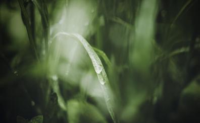 Grass, close up, blur, nature