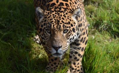 Predator, Jaguar, wild animal