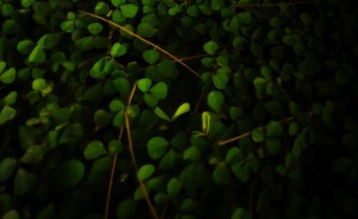 Plant, clover leaf, blur, portrait