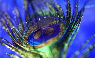 Peacock, plumage, feather, colorful, close up, bokeh