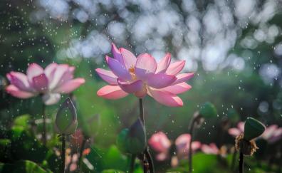 Bloom, lotus, flowers, water splashes, bokeh