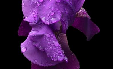 Iris, violet, flower, drops, portrait
