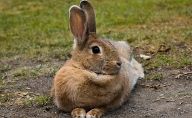 Hare, rabbit, animal, cute