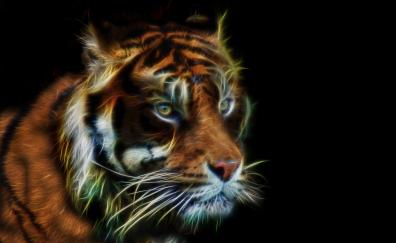Tiger, muzzle, predator, art