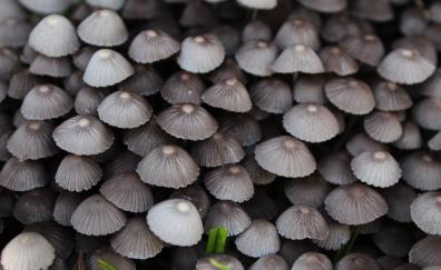 Wild plants, mushrooms, close up