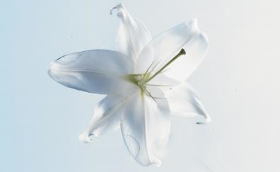 White flower, portrait, close up