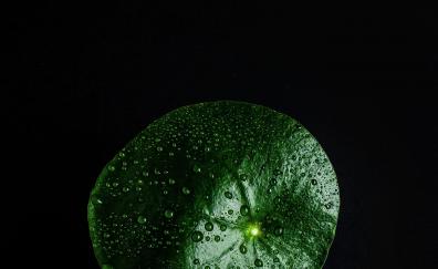 Green leaf, drops on surface, close up