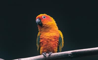 Cute, small, yellow bird, exotic