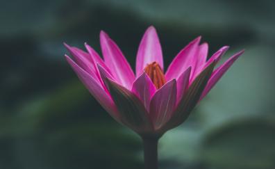 Bloom, pink lotus, close up