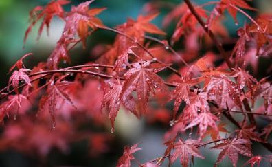 Maple leafs, water drops, rain drops, tree