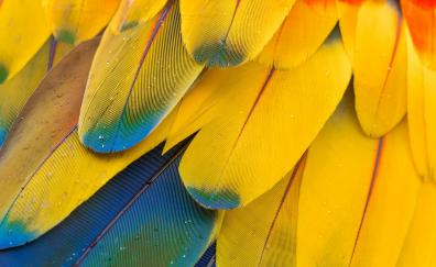 Macaw's feathers, yellow-blue, close up