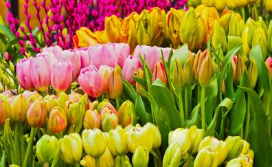 Fresh flowers, colorful, tulips