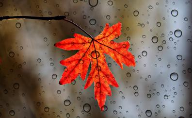 Leaf, orange, close up, drops