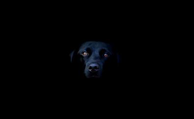 Black dog, muzzle, dark