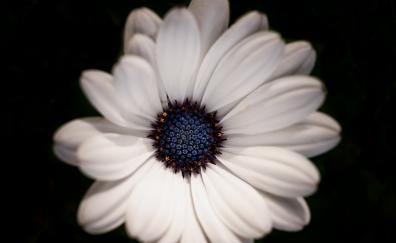 Daisy flower, white, portrait