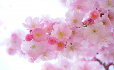 Japanese cherry, blossom, flowers, spring