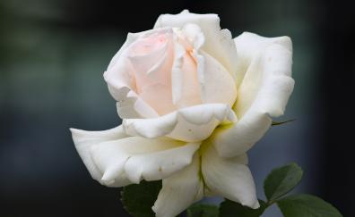 White rose, bloom, portrait