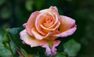 Close up, orange rose, flower