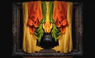 Kitten, curtains, photo frame