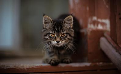 Cute, kitten, adorable, stare