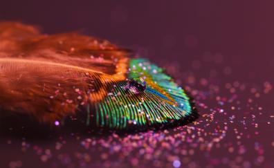 Peacock feather, close up