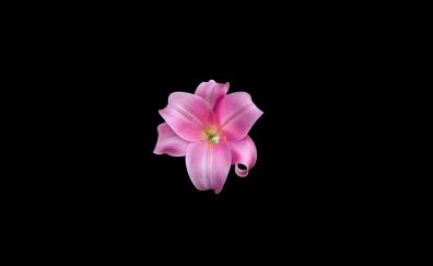 Beautiful, amoled pink flower, minimal