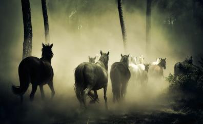 Horses, herd, run, forest