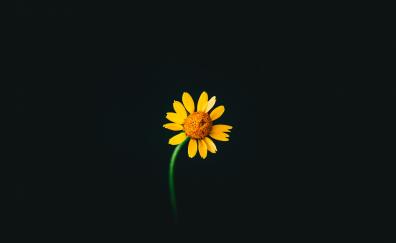 Yellow flower, portrait, dark