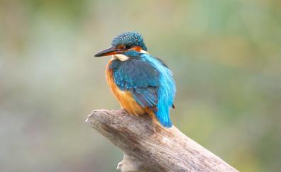 Kingfisher, colorful, bird, portrait