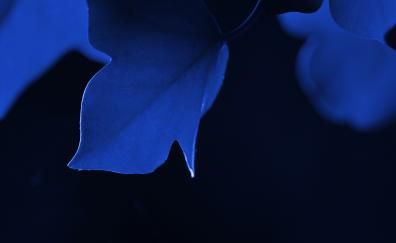 Blue leaf, macro, close up