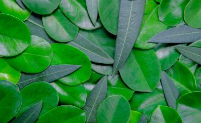 Green leaves, close up, arranged, collection